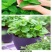 薄荷