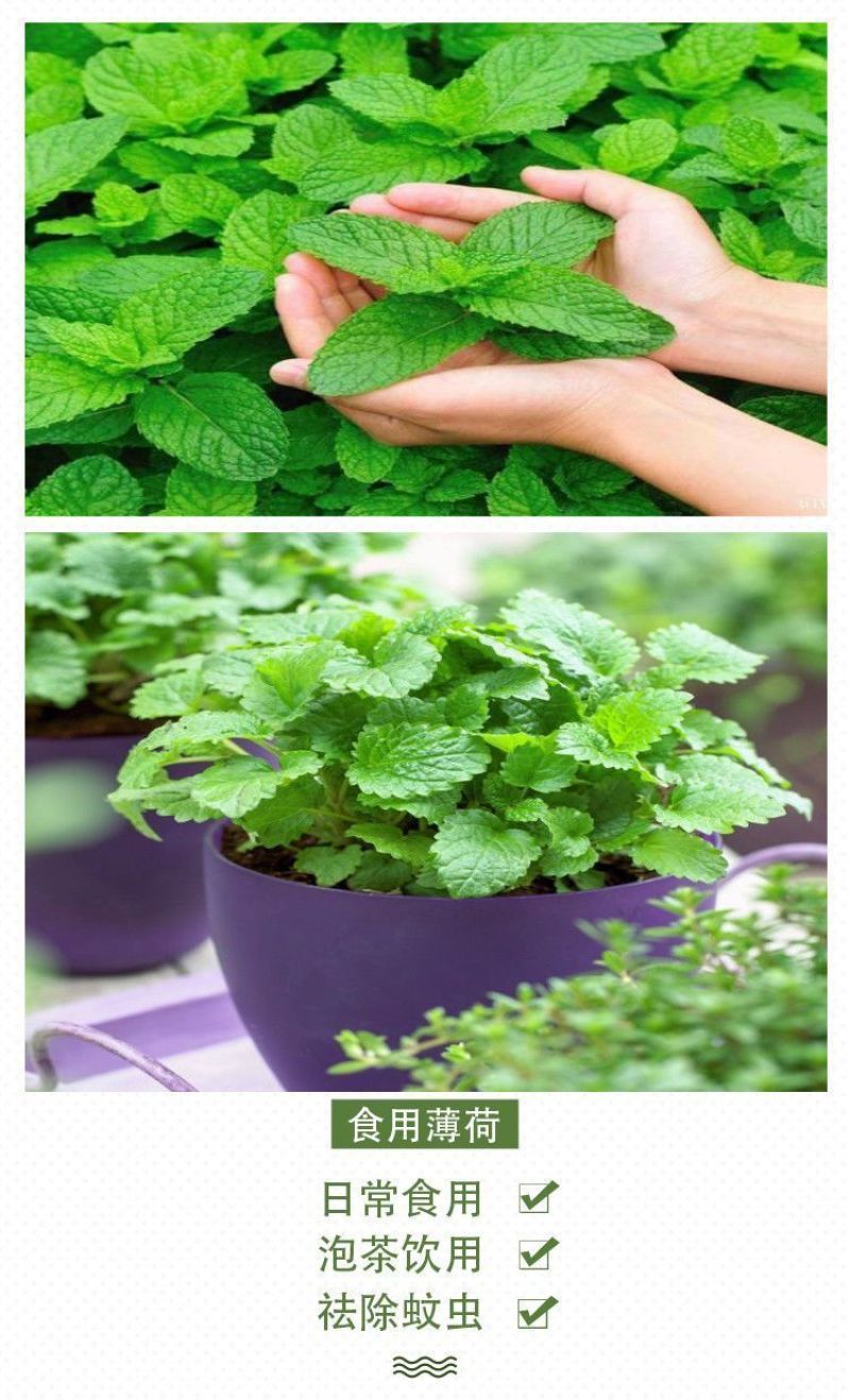 薄荷