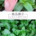 薄荷