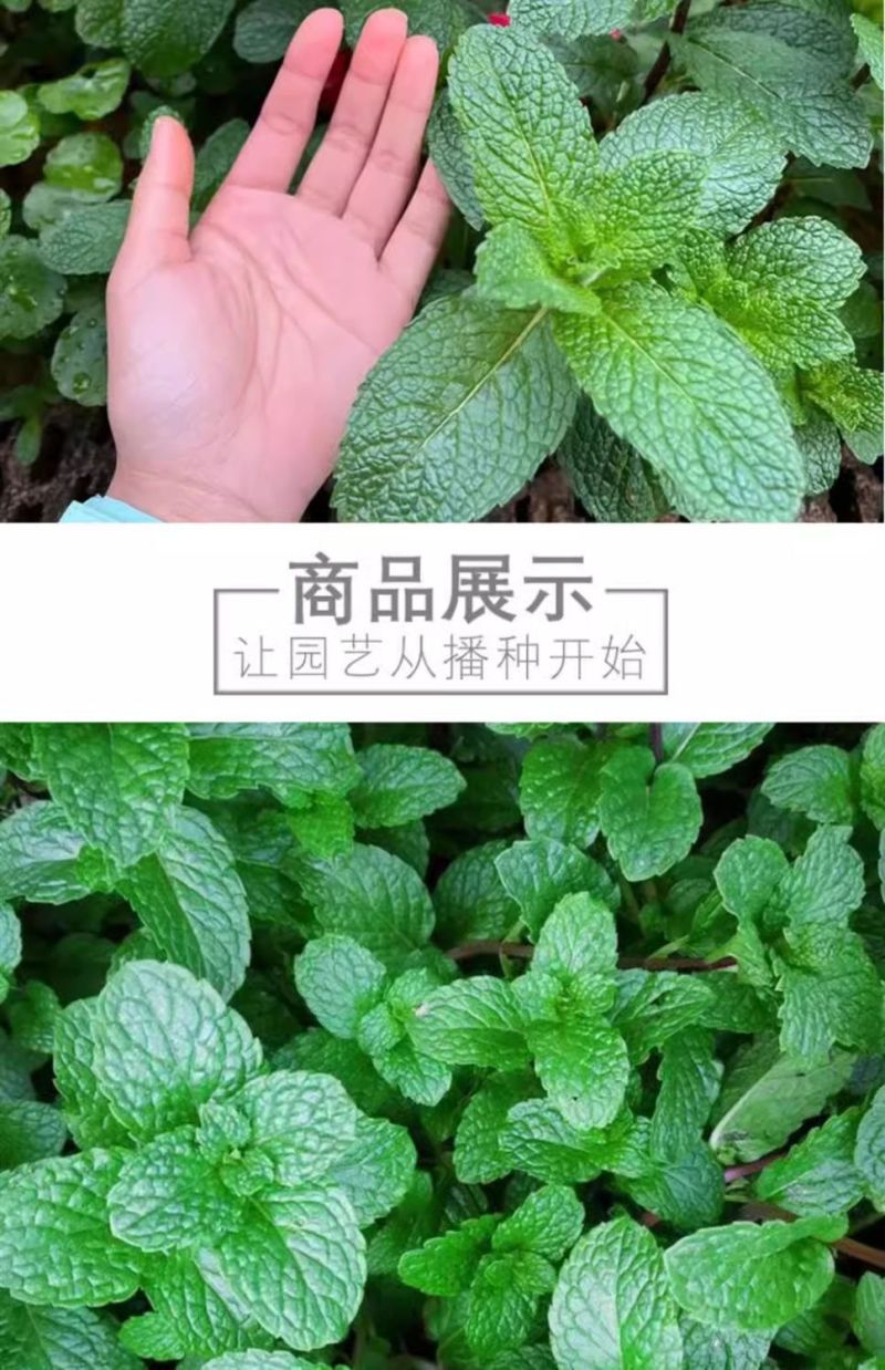 薄荷