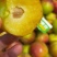 李子，八宝丹，青脆李，个大口感甜，对接电商商超，市场