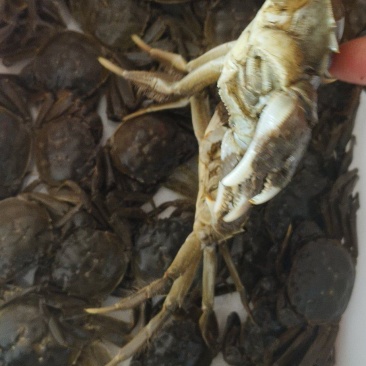 六月黄大闸蟹