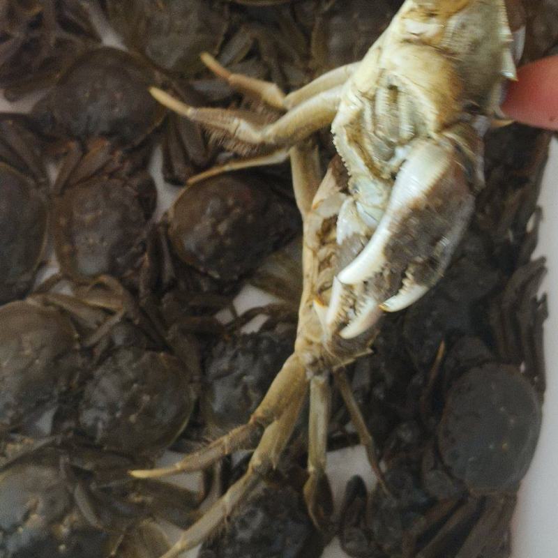 六月黄大闸蟹