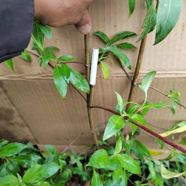 鸡素子一年苗。三万颗左右，有量的来。不挑土壤和海拔。