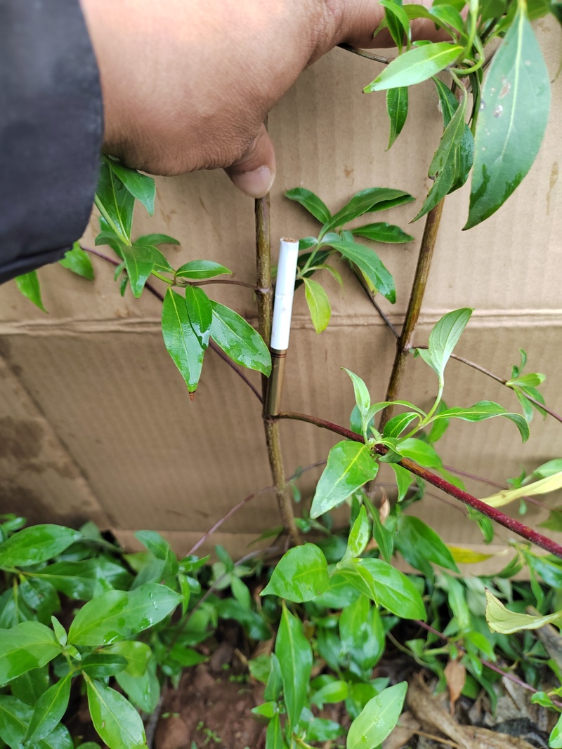 鸡素子一年苗。三万颗左右，有量的来。不挑土壤和海拔。