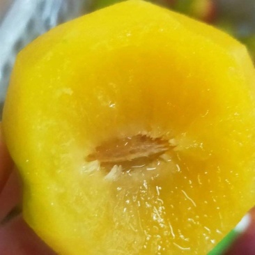 李子青脆李蜂糖李各种应季李子产地大量供应