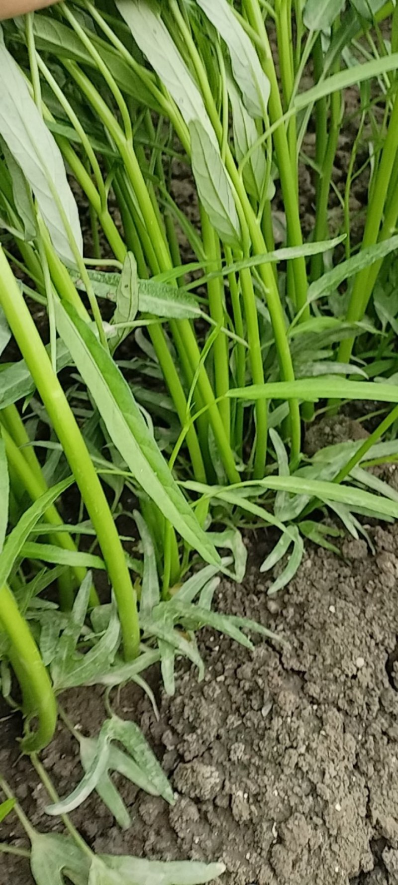 新鲜空心菜