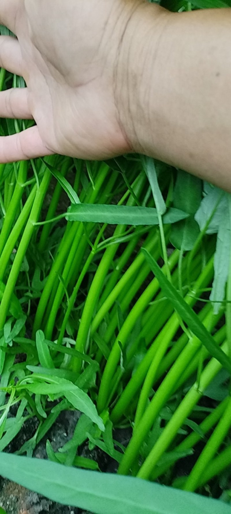 新鲜空心菜