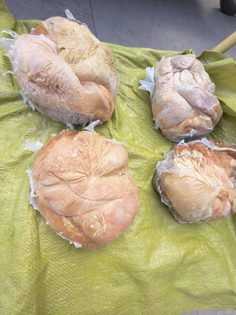 新鲜马肚子精修去油免洗非常干净价位合适10+