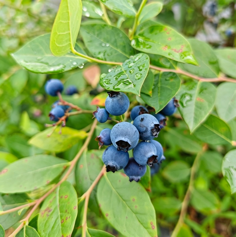 温州蓝莓【该品种花青素含量高】