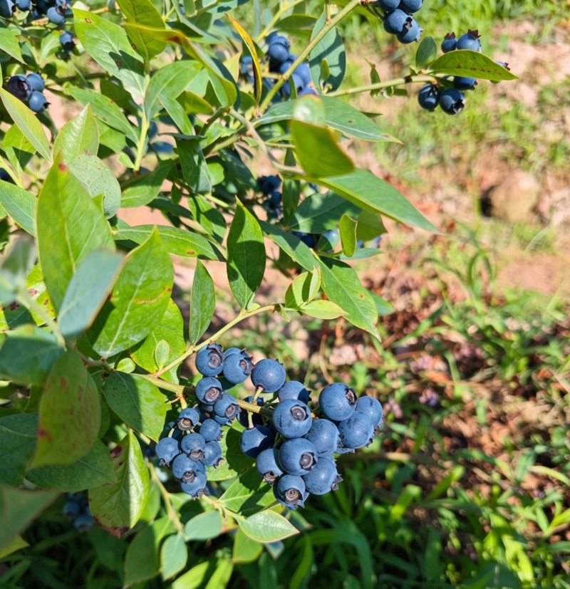 温州蓝莓【该品种花青素含量高】
