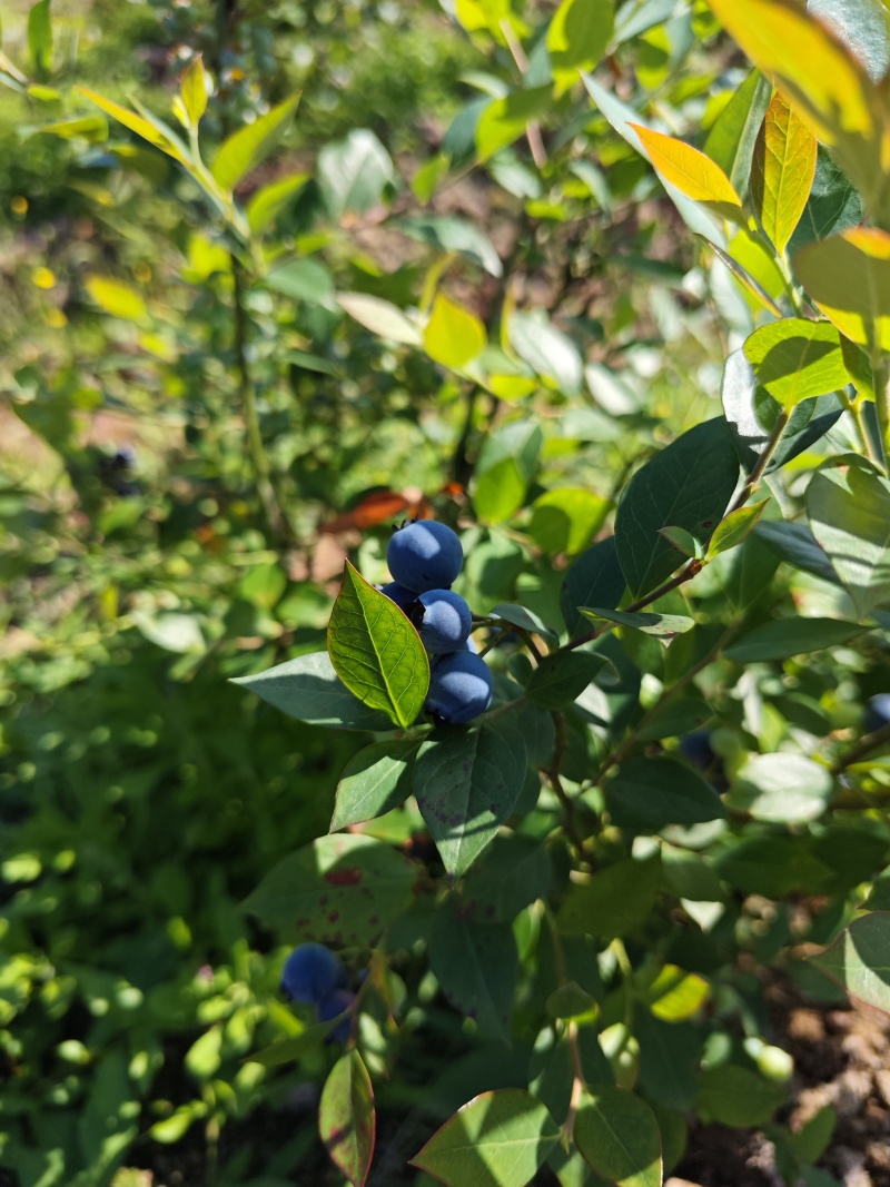 温州蓝莓【该品种花青素含量高】