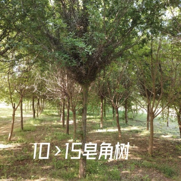 皂角树苗圃基地直发9-18公分规格齐全清底处理