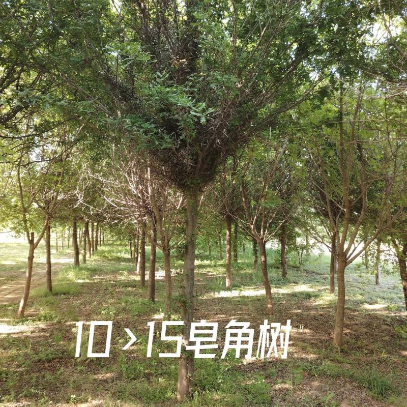 皂角树苗圃基地直发9-18公分规格齐全清底处理