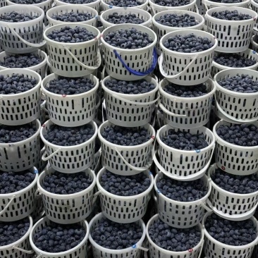 温州蓝莓【该品种花青素含量高】