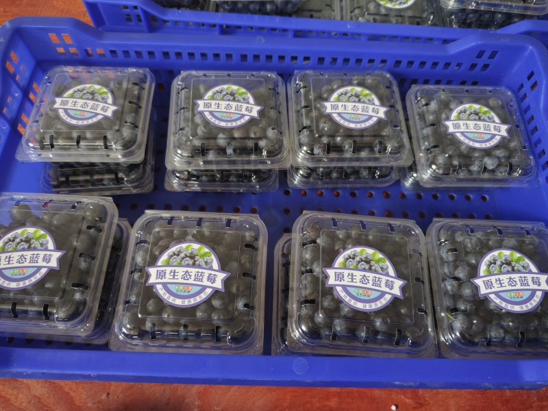 温州蓝莓【该品种花青素含量高】