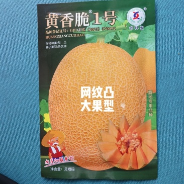黄香脆1号哈蜜瓜种子黄皮红肉大果型抗病抗裂