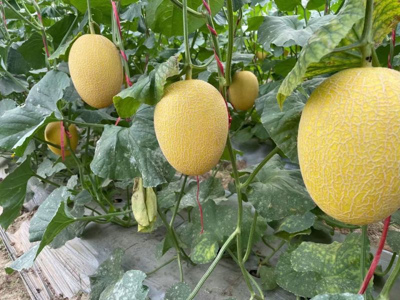 黄香脆1号哈蜜瓜种子黄皮红肉大果型抗病抗裂