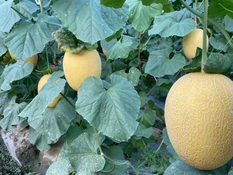 黄香脆1号哈蜜瓜种子黄皮红肉大果型抗病抗裂