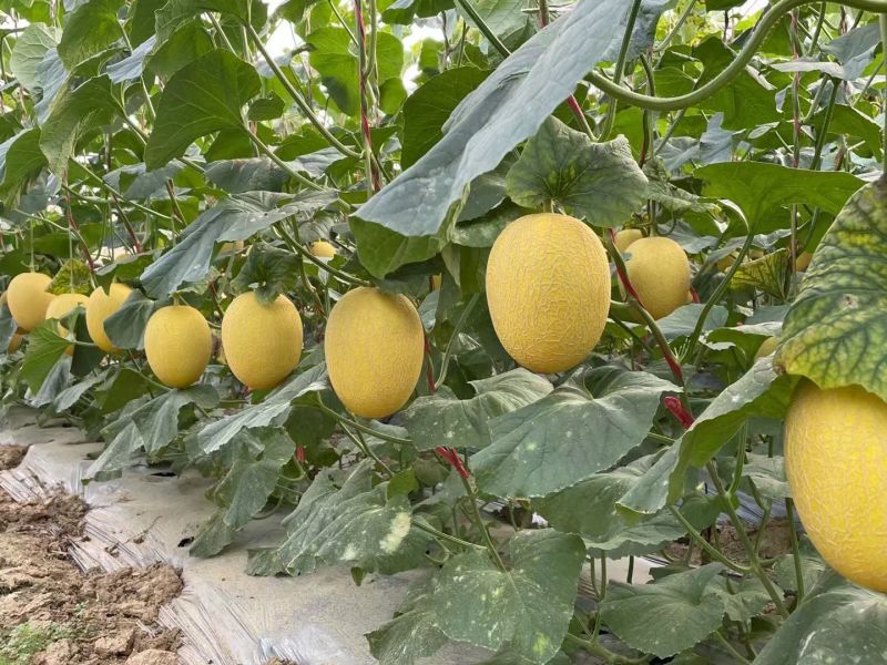 黄香脆1号哈蜜瓜种子黄皮红肉大果型抗病抗裂