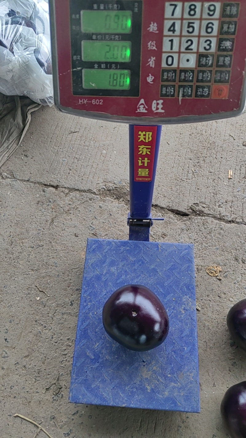 精品园茄大量供应