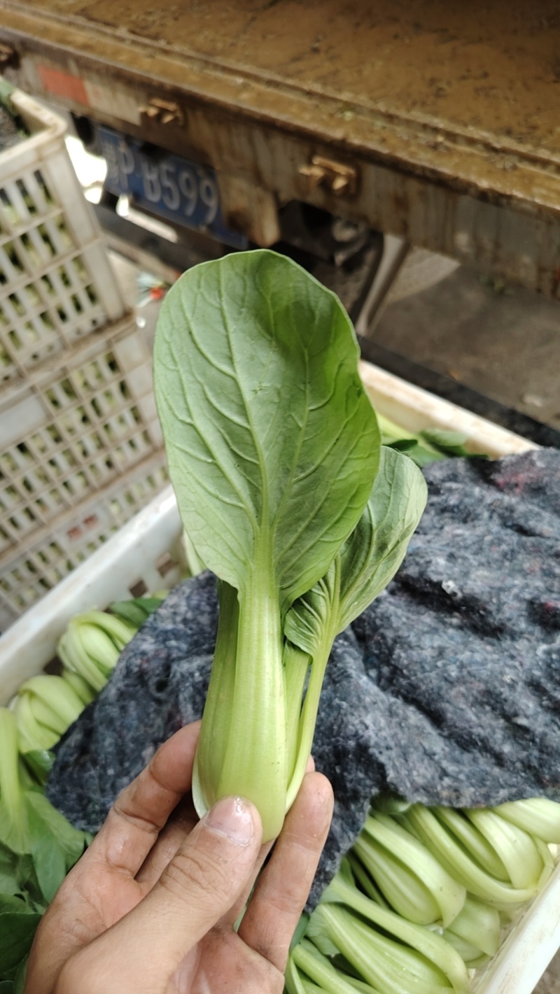 上海青