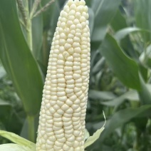 四川精品甜糯玉米大量上市品质保证量大从优一手货源