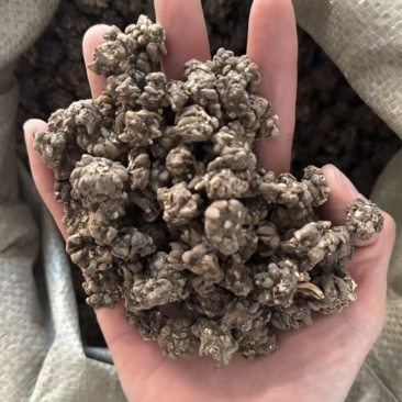 猫抓草大颗粒实拍猫抓草猫爪草