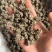 猫抓草大颗粒实拍猫抓草猫爪草