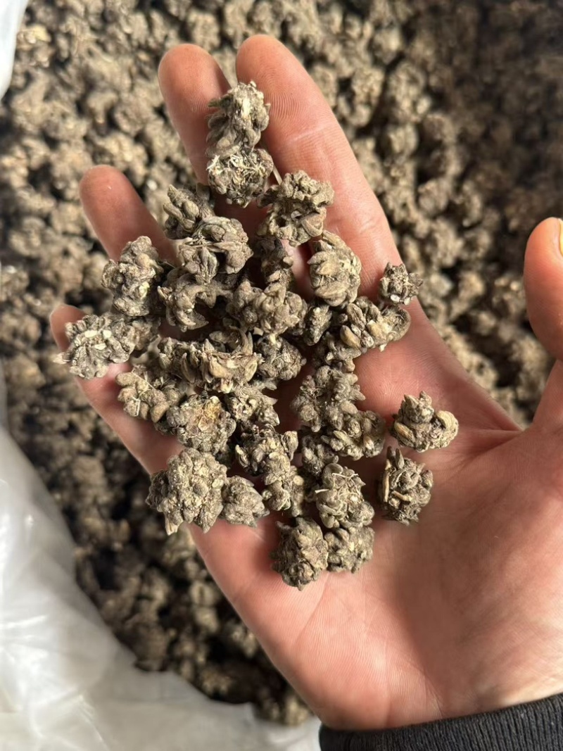 猫抓草大颗粒实拍猫抓草猫爪草