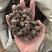 猫抓草大颗粒实拍猫抓草猫爪草