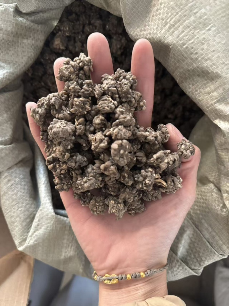 猫抓草大颗粒实拍猫抓草猫爪草