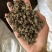 猫抓草大颗粒实拍猫抓草猫爪草