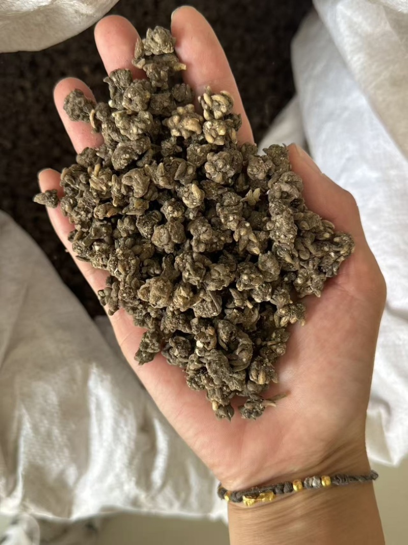 猫抓草大颗粒实拍猫抓草猫爪草