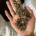 猫抓草大颗粒实拍猫抓草猫爪草