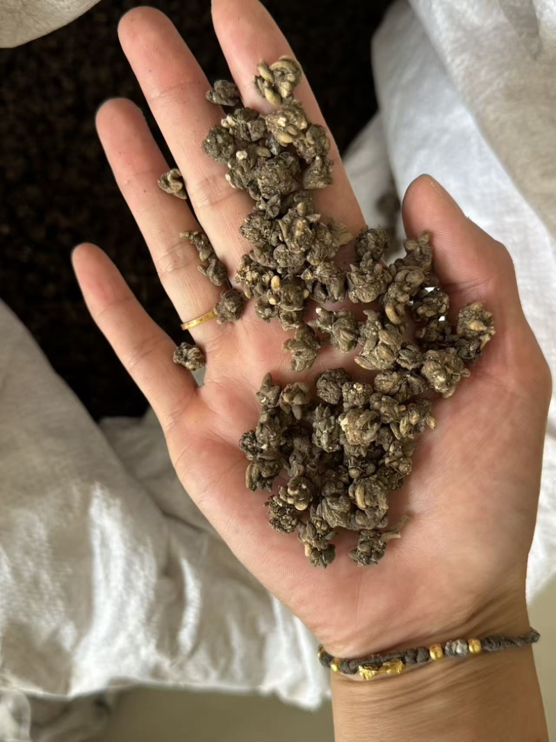 猫抓草大颗粒实拍猫抓草猫爪草