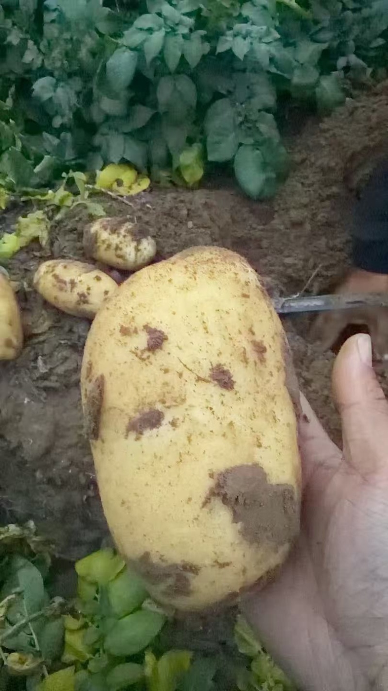 【黄心土豆】河南基地直供质量保证一手货源对接商超市场
