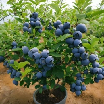 蓝莓苗薄雾兔眼蓝丰基地货源。