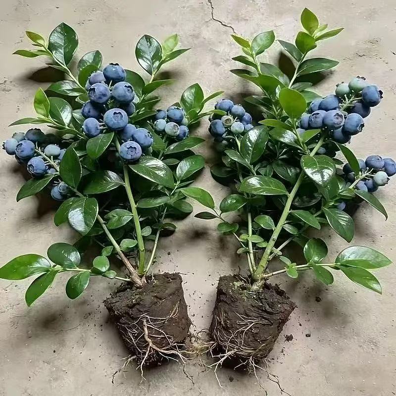 组培蓝莓苗薄雾，，夏南普，蓝丰兔眼品种