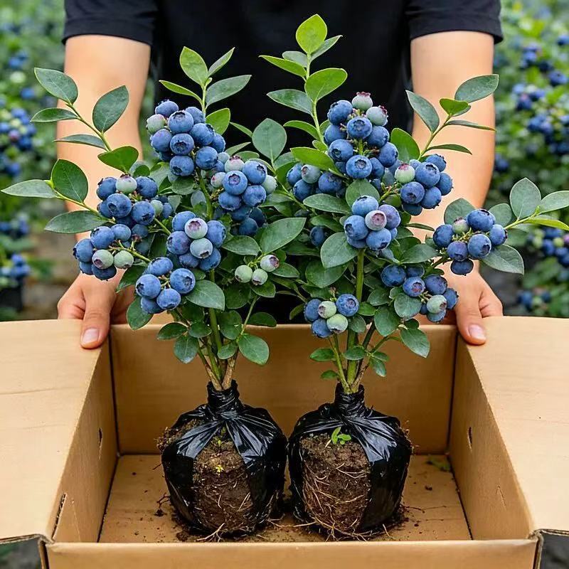 组培蓝莓苗薄雾，，夏南普，蓝丰兔眼品种