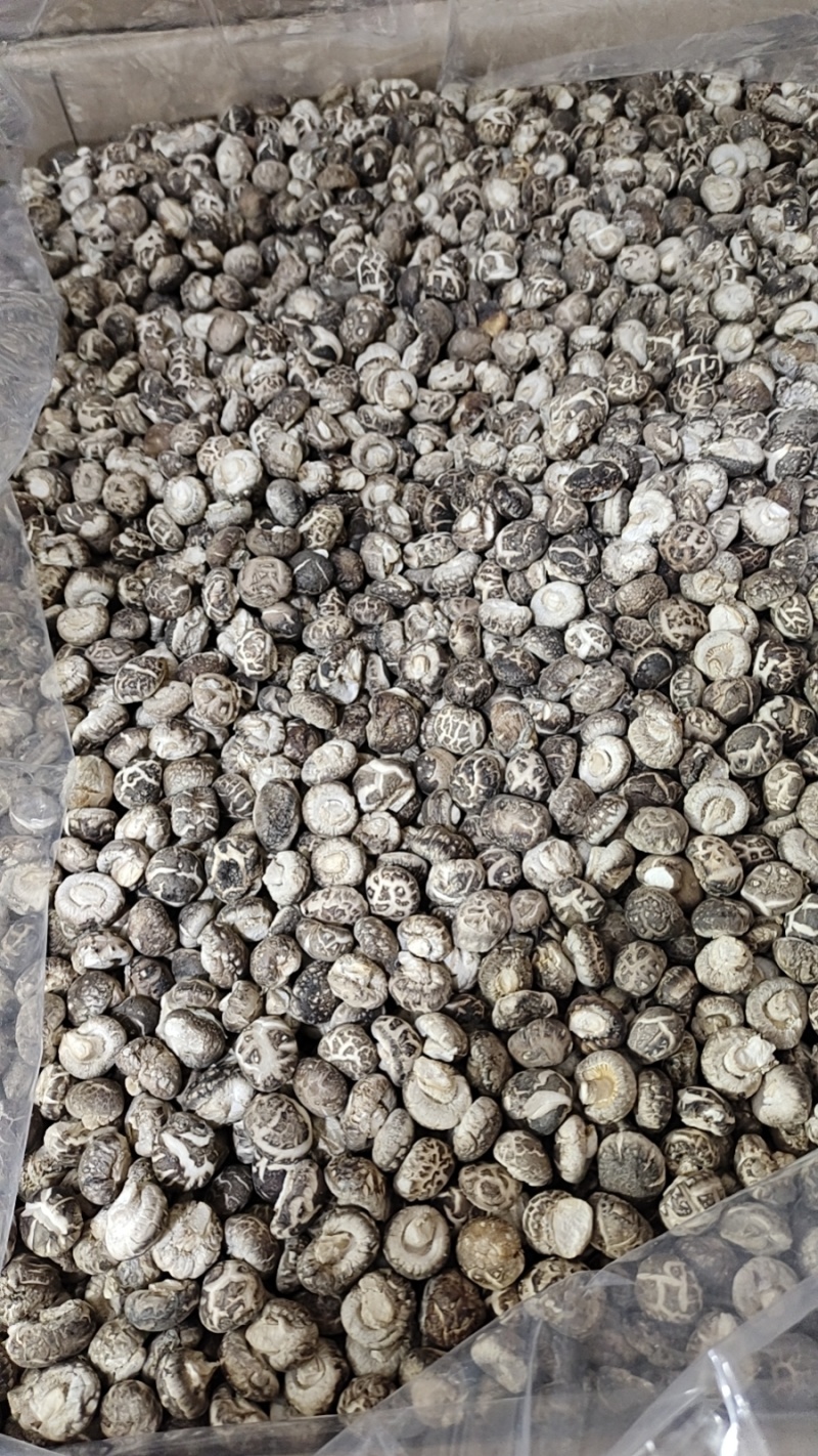 1.5到1.8的1.8到2.2的小花菇平脚