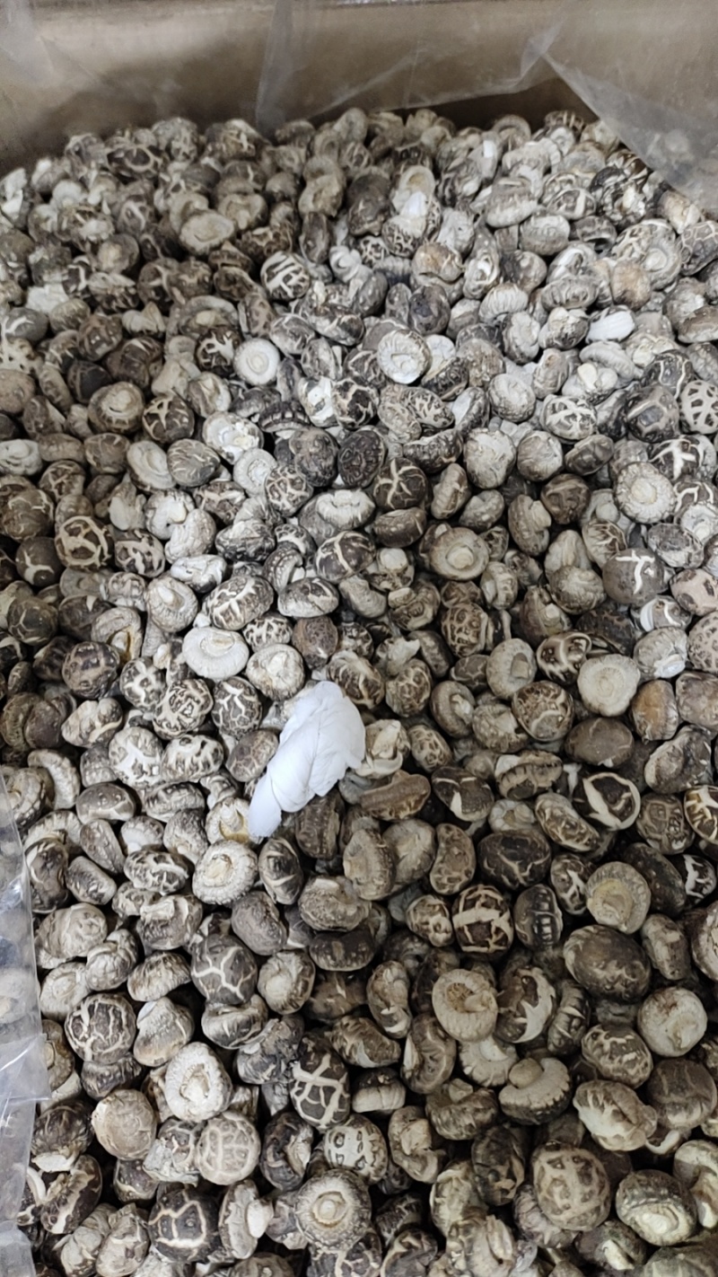 1.5到1.8的1.8到2.2的小花菇平脚