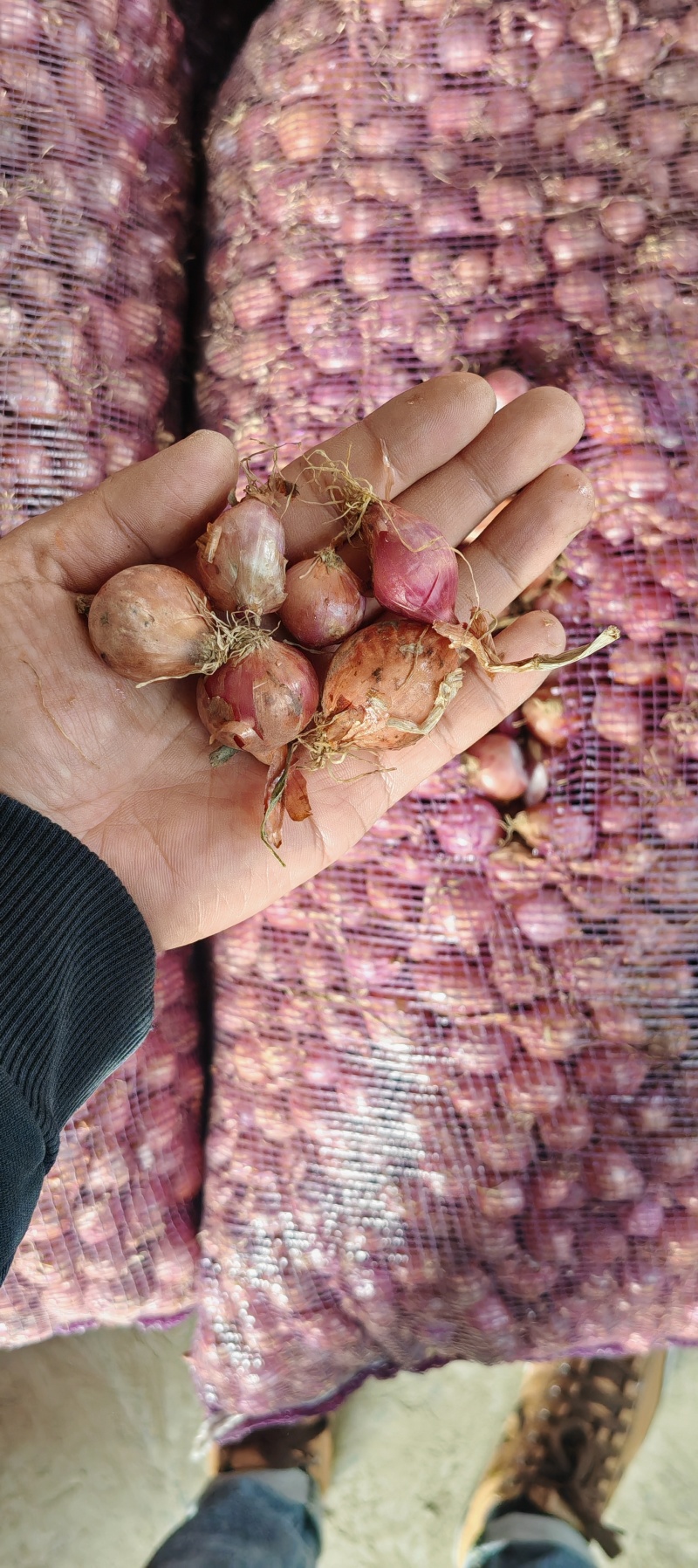 新鲜现挖红葱头香味浓郁农家自种小葱头烹饪调味家常食