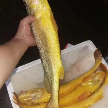 深海精品大黄鱼，十斤起售