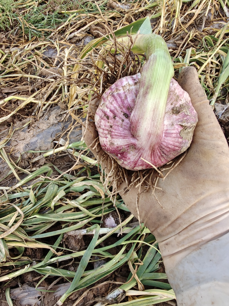 精品紫皮大蒜