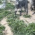 纯种鲁西南品种纯种青山羊