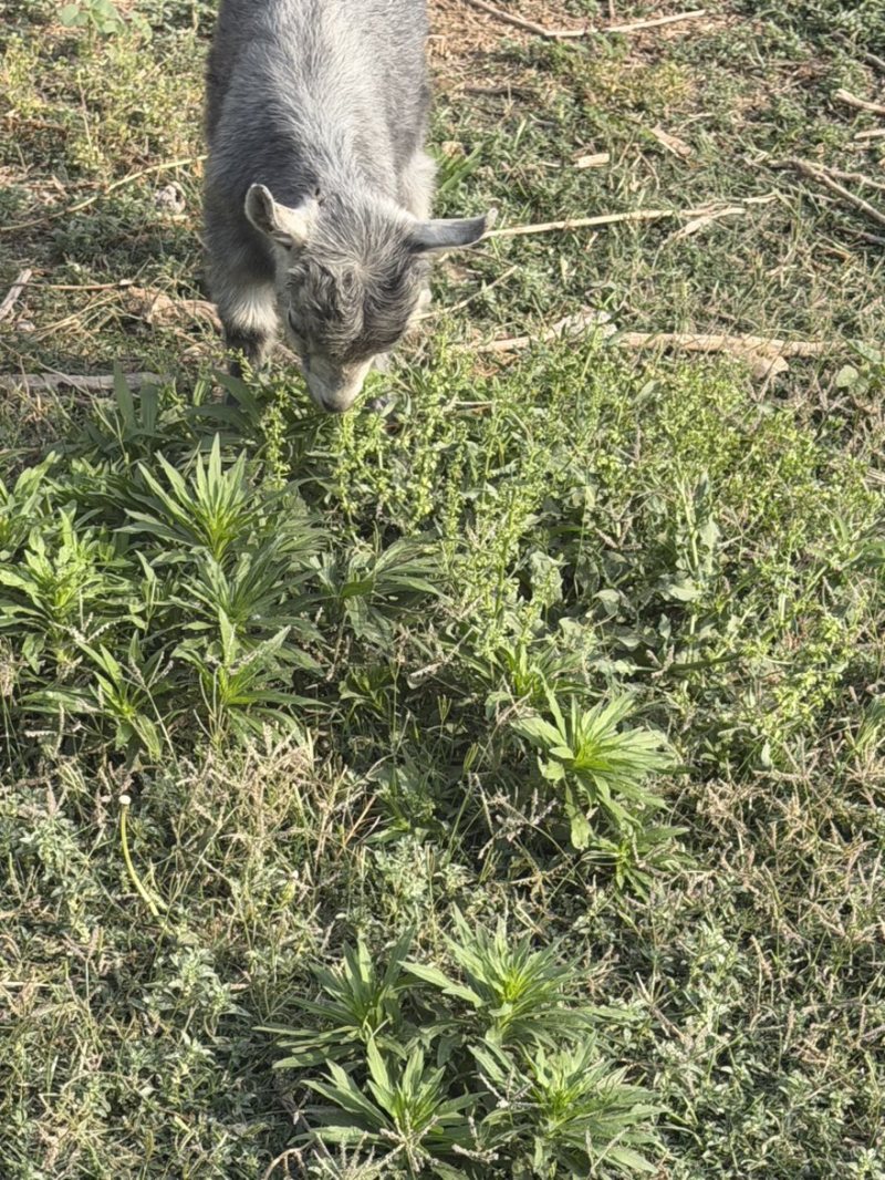纯种鲁西南品种纯种青山羊