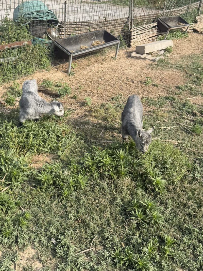 纯种鲁西南品种纯种青山羊