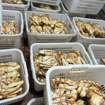 生冻帝王蟹蓝蟹帝王蟹