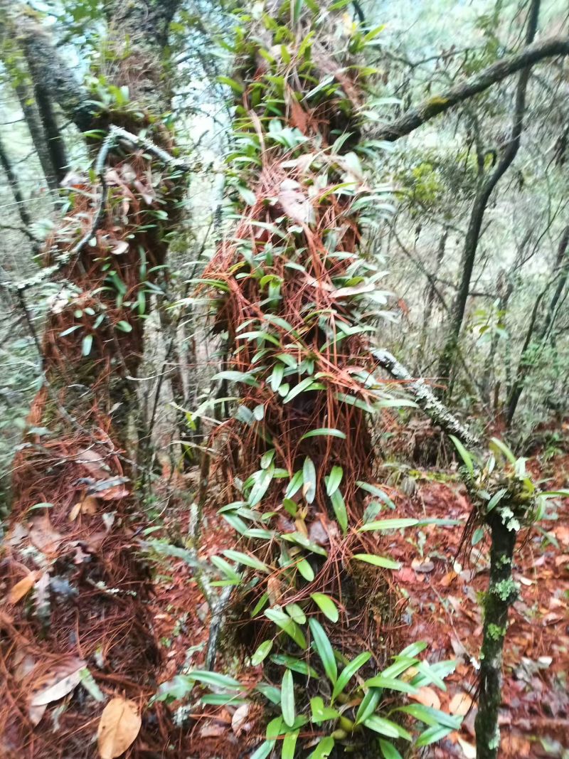 石橄榄，单叶岩珠，靠背珠